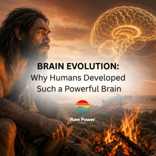 Brain Evolution: Why Humans Developed Such a Powerful Brain