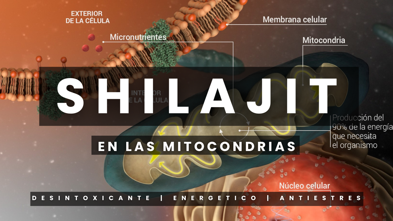 Cargar video: 